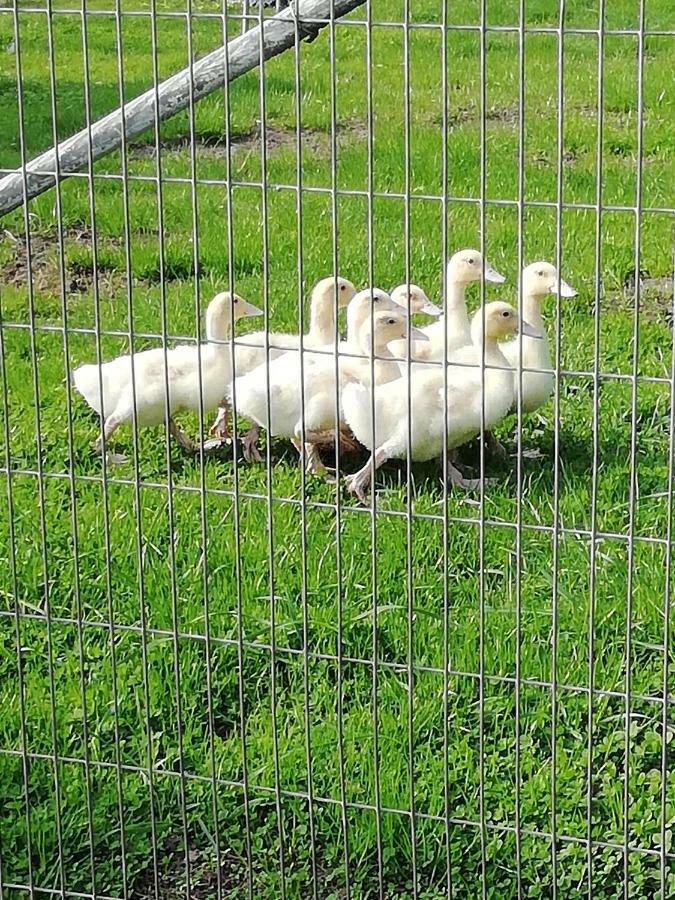 Haeuschen Im Gruenen Villa Jornstorf Bagian luar foto